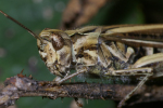 Vorschaubild Saltatoria, Acrididae, Chorthippus biguttulus_2008_09_08--12-45-04.jpg 