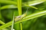 Vorschaubild Saltatoria, Acrididae, Chorthippus paralellus_2008_08_25--14-35-43.jpg 