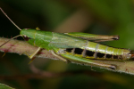 Vorschaubild Saltatoria, Acrididae, Chorthippus parallelus_2008_08_18--12-56-51.jpg 