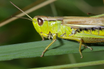 Vorschaubild Saltatoria, Acrididae, Chrysochraon dispar_2008_08_18--11-36-21.jpg 