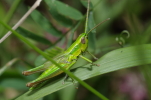 Vorschaubild Saltatoria, Acrididae, Euthystira brachyptera, Kleine Goldschrecke_2014_08_08--12-26-00.jpg 