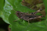 Vorschaubild Saltatoria, Acrididae, Gomphocerus rufus, Keulenschrecke_2006_08_08--16-46-18.jpg 