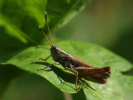 Vorschaubild Saltatoria, Acrididae, Gomphocerus rufus, Keulenschrecke_2007_08_13--16-53-44.jpg 