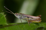 Vorschaubild Saltatoria, Acrididae, Gomphocerus rufus, Keulenschrecke_2008_08_18--11-56-15.jpg 
