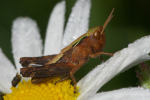 Vorschaubild Saltatoria, Acrididae, Larve_2008_06_09--08-21-46.jpg 