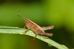 Vorschaubild Saltatoria, Acrididae, Larve_2019_08_21--10-16-32.jpg 