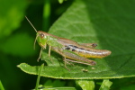 Vorschaubild Saltatoria, Acrididae, Pseudochorthippus parallelus_2020_06_21--09-25-49.jpg 