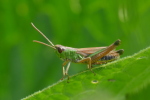 Vorschaubild Saltatoria, Acrididae, Pseudochorthippus parallelus_2020_06_21--09-26-17.jpg 