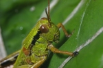 Vorschaubild Saltatoria, Catantopidae, Miramella alpina, Gebirgsschrecke, Larve_2006_07_10--08-26-53.jpg 