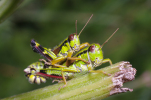Vorschaubild Saltatoria, Catantopidae, Miramella alpina, Gebirgsschrecke, Paarung_2012_07_26--14-22-28.jpg 
