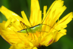 Vorschaubild Saltatoria, Conocephalidae, Conocephalus discolor, Larve_2010_06_14--12-20-00.jpg 