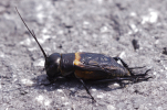 Vorschaubild Saltatoria, Gryllidae, Gryllus camprestis, Feldgrille_2011_06_10--10-30-04.jpg 
