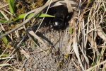 Vorschaubild Saltatoria, Gryllidae, Gryllus camprestis, Feldgrille_2015_04_24--08-23-23.jpg 
