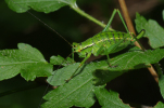 Vorschaubild Saltatoria, Tettigoniidae, Barbitistes constrictus, Weibchen_2012_07_26--13-45-33.jpg 