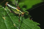 Vorschaubild Saltatoria, Tettigoniidae, Barbitistes serricauda, Saebelschrecke_2006_07_12--09-17-56.jpg 