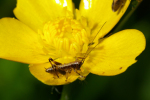 Vorschaubild Saltatoria, Tettigoniidae, Pholidoptera griseoaptera, Larve_2005_05_28--08-45-47.jpg 