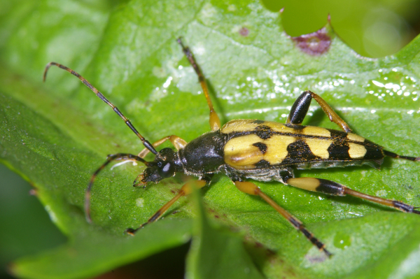 Skaliertes Bild Coleoptera, Cerambycidae, Strangalia maculata_2005_08_26--09-22-34.jpg 