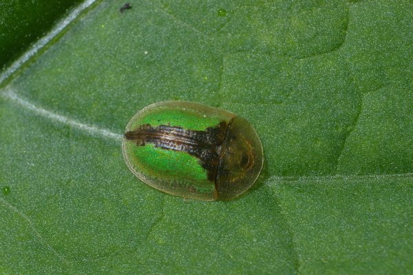 Skaliertes Bild Coleoptera, Chrysomelidae, Cassida vibex_2006_05_29--10-46-02.jpg 