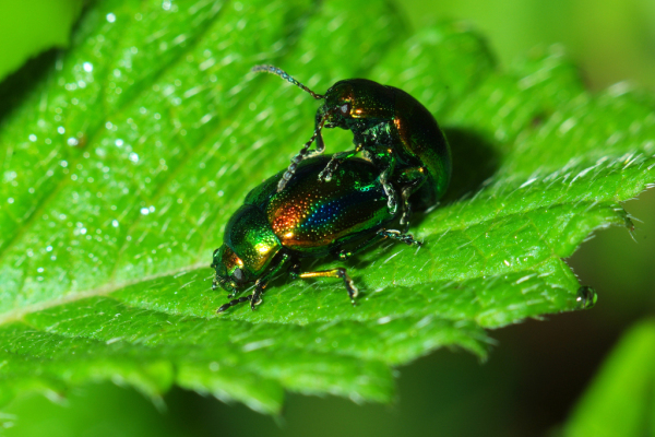 Skaliertes Bild Coleoptera, Chrysomelidae, Chrysolina fastuosa_2013_07_31--06-29-58.jpg 