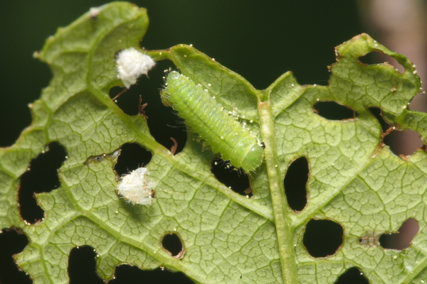Skaliertes Bild Coleoptera, Chrysomelidae, Larve_2018_04_28--08-16-24.jpg 