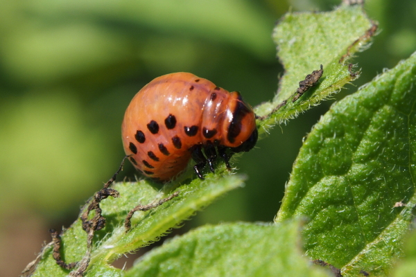 Skaliertes Bild Coleoptera, Chrysomelidae, Leptinotarsa decemlineata,, Kartoffelkaefer, Larve_2016_07_03--15-24-18.jpg 