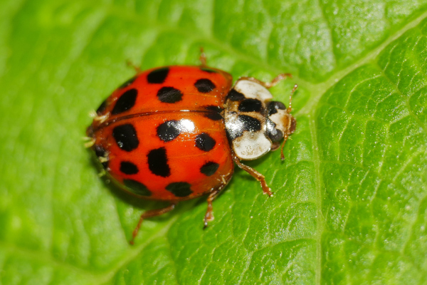 Skaliertes Bild Coleoptera, Coccinellidae, Harmonia axyridis, Asiatischer Marienkaefer_2020_05_20--08-41-30.jpg 