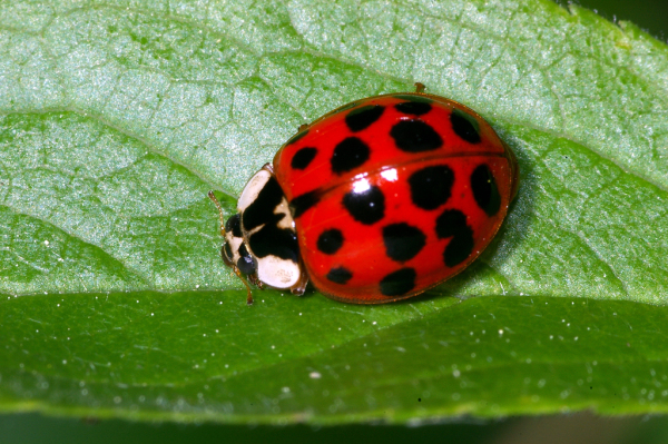 Skaliertes Bild Coleoptera, Coccinellidae, Harmonia axyridis_2007_05_17--09-43-11.jpg 