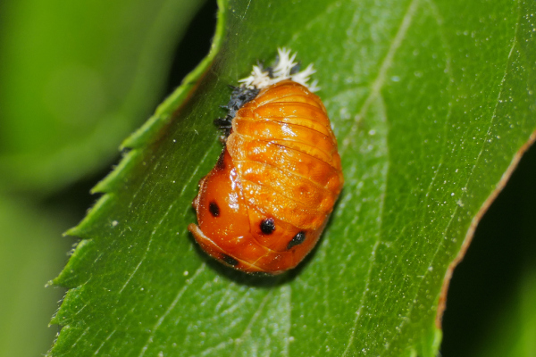 Skaliertes Bild Coleoptera, Coccinellidae, Puppe_2020_05_27--08-54-26.jpg 