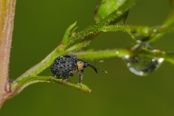 Skaliertes Bild Coleoptera, Curculionidae, Cionus tuberculosus_2020_06_26--10-31-05.jpg 