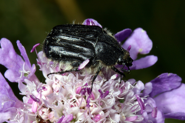 Skaliertes Bild Coleoptera, Scarabaeidae, Tropinota hirta_2008_06_23--09-26-11.jpg 
