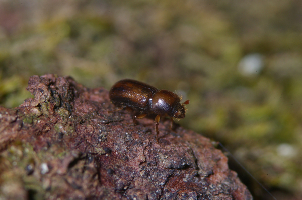 Skaliertes Bild Coleoptera, Scolytidae, Ips, Borkenkaefer_2005_01_01--07-01-00.jpg 