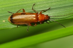 Vorschaubild Coleoptera, Cantharidae, Rhagonycha fulva_2020_07_27--10-25-24.jpg 