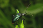 Vorschaubild Coleoptera, Cerambycidae, Gaurotes virginea, Blaubock_2007_05_14--10-05-21.jpg 