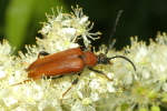 Vorschaubild Coleoptera, Cerambycidae, Stictoleptura rubra ,Rothalsbock_2020_07_28--10-07-42.jpg 
