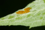 Vorschaubild Coleoptera, Chryomelidae, Chrysomela coerulans, Eier_2007_06_11--06-51-16.jpg 