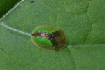 Vorschaubild Coleoptera, Chrysomelidae, Cassida vibex_2006_05_29--10-46-02.jpg 