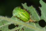 Vorschaubild Coleoptera, Chrysomelidae, Cassida, Puppe_2010_07_16--08-18-31.jpg 