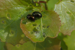 Vorschaubild Coleoptera, Chrysomelidae, Chrysolina oricalcia_2019_04_24--11-19-39.jpg 