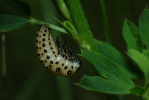 Vorschaubild Coleoptera, Chrysomelidae, Chrysomela populi, Larve_2013_06_07--09-18-32.jpg 