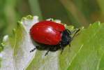Vorschaubild Coleoptera, Chrysomelidae, Chrysomela populi_2013_06_07--09-07-09.jpg 