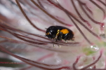 Vorschaubild Coleoptera, Chrysomelidae, Cryptocephalus moraei_2014_05_14--14-22-18.jpg 