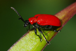 Vorschaubild Coleoptera, Chrysomelidae, Lilioceris lilii, Lilienhaehnchen_2008_06_14--11-33-15.jpg 