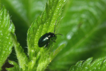 Vorschaubild Coleoptera, Chrysomelidae, Phyllotreta atra_2005_05_28--08-36-32.jpg 