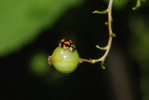 Vorschaubild Coleoptera, Coccinellidae, Adalia decempunctata_2009_05_17--11-40-07.jpg 