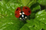 Vorschaubild Coleoptera, Coccinellidae, Coccinella septempunctata_2006_06_09--12-06-43.jpg 