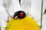 Vorschaubild Coleoptera, Coccinellidae, Exochomus quadripustulatus_2014_06_08--09-04-48.jpg 