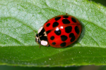 Vorschaubild Coleoptera, Coccinellidae, Harmonia axyridis_2007_05_17--09-43-11.jpg 