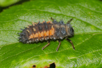 Vorschaubild Coleoptera, Coccinellidae, Larve_2020_05_24--15-13-50.jpg 