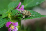 Vorschaubild Coleoptera, Curculionidae, Curculio glandium_2013_08_24--08-23-24.jpg 