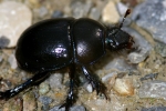 Vorschaubild Coleoptera, Geotrupidae, Geotrupes stercorosus, Waldmistkaefer_2006_04_19--16-39-50.jpg 